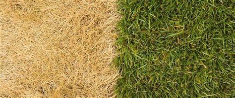 how to revive bermuda grass